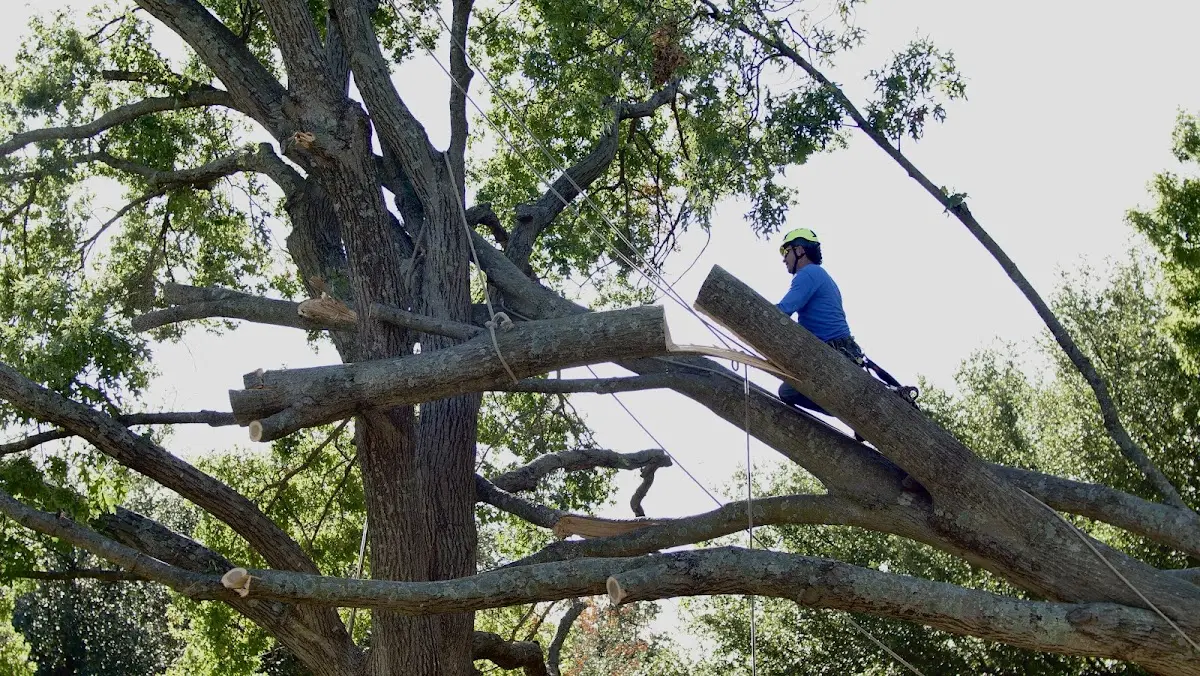 Professional Crown Thinning performed by certified arborists in Nazareth